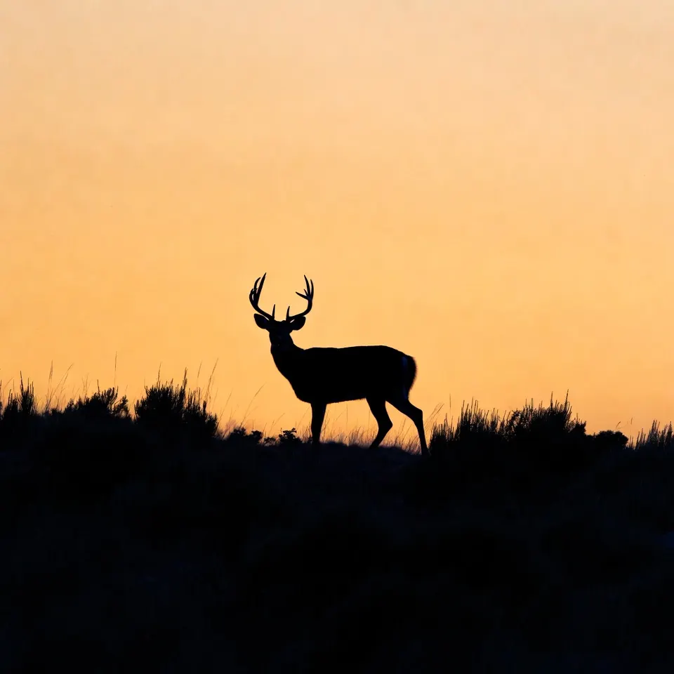 Buckhorn Archery business background image